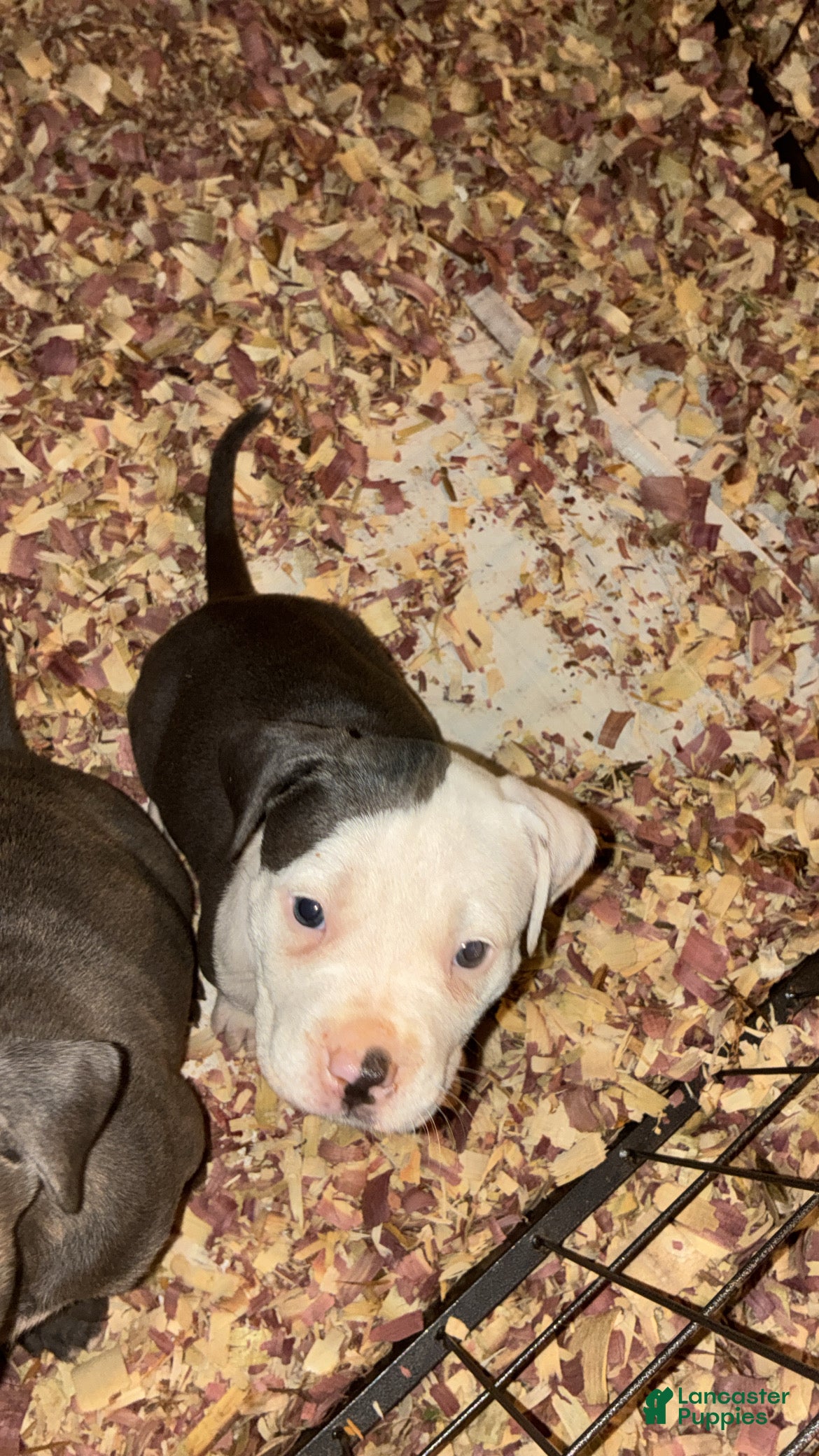 American Pit Bull Terrier dogs Baby - Ad 22