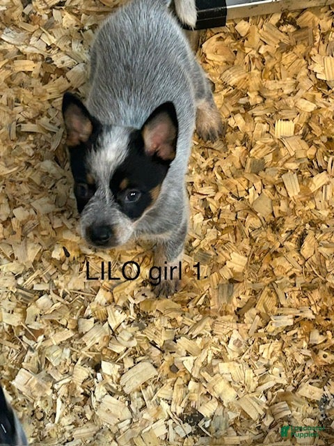 Australian Cattle Dog dogs LILO GIRL 1 - Ad 1