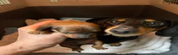 Miniature Dachshund dogs for sale: Hazelnut  - Ad 10