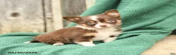 Chihuahua dogs for sale: Peanut  - Ad 1
