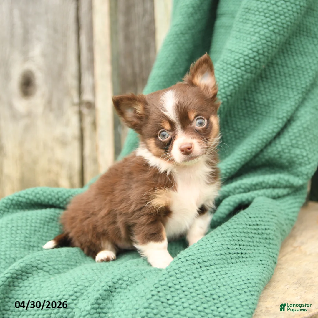 Chihuahua dogs for sale: Peanut  - Ad 1