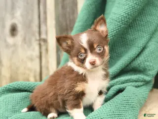 Chihuahua dogs for sale: Peanut - Ad 1