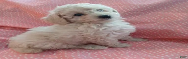 Small light creme female puppy!