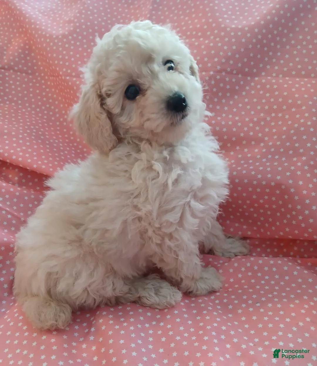 Toy Poodle dogs for sale: Small light creme female puppy! - Ad 1