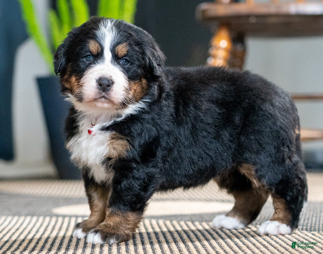 Bernese Mountain Dog dogs for sale: Cookie - Ad 2