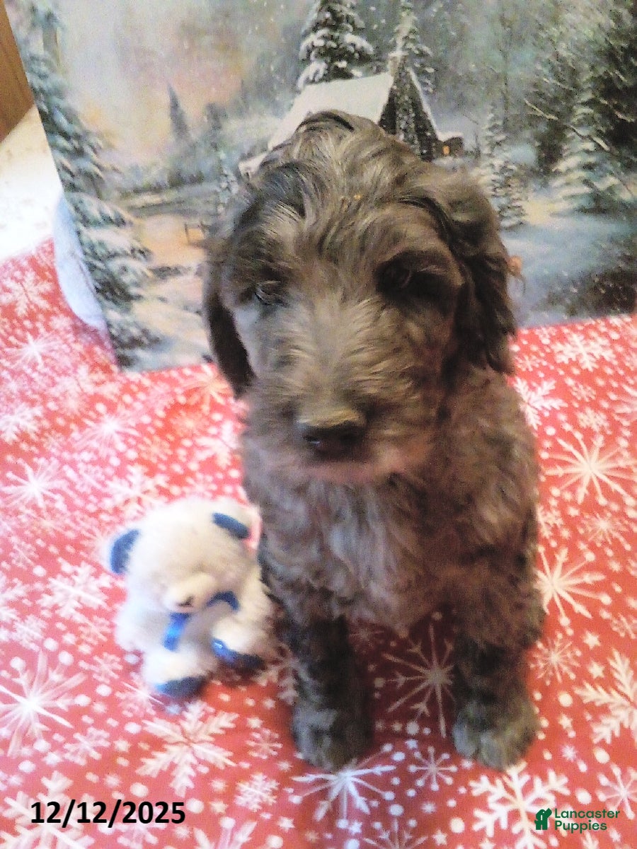 Goldendoodle dogs Lucky - Merle - Ad 9