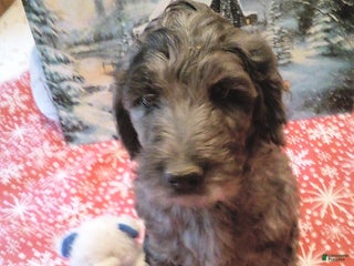 Goldendoodle dogs Lucky - Merle - Ad 24