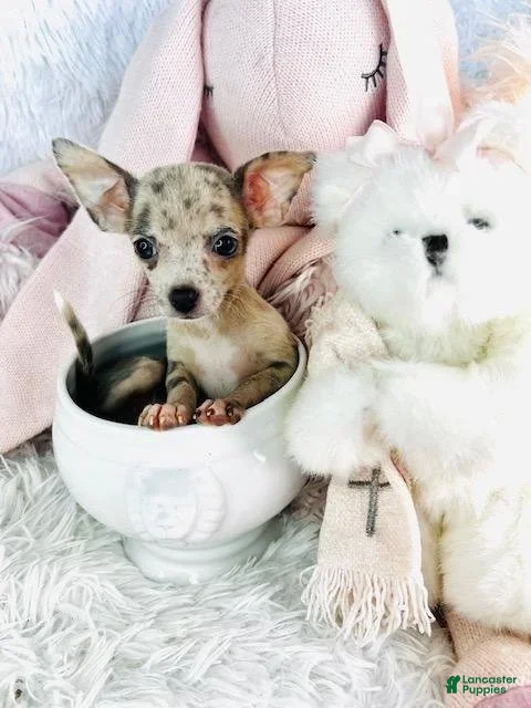 Chihuahua dogs Clara - Ad 12