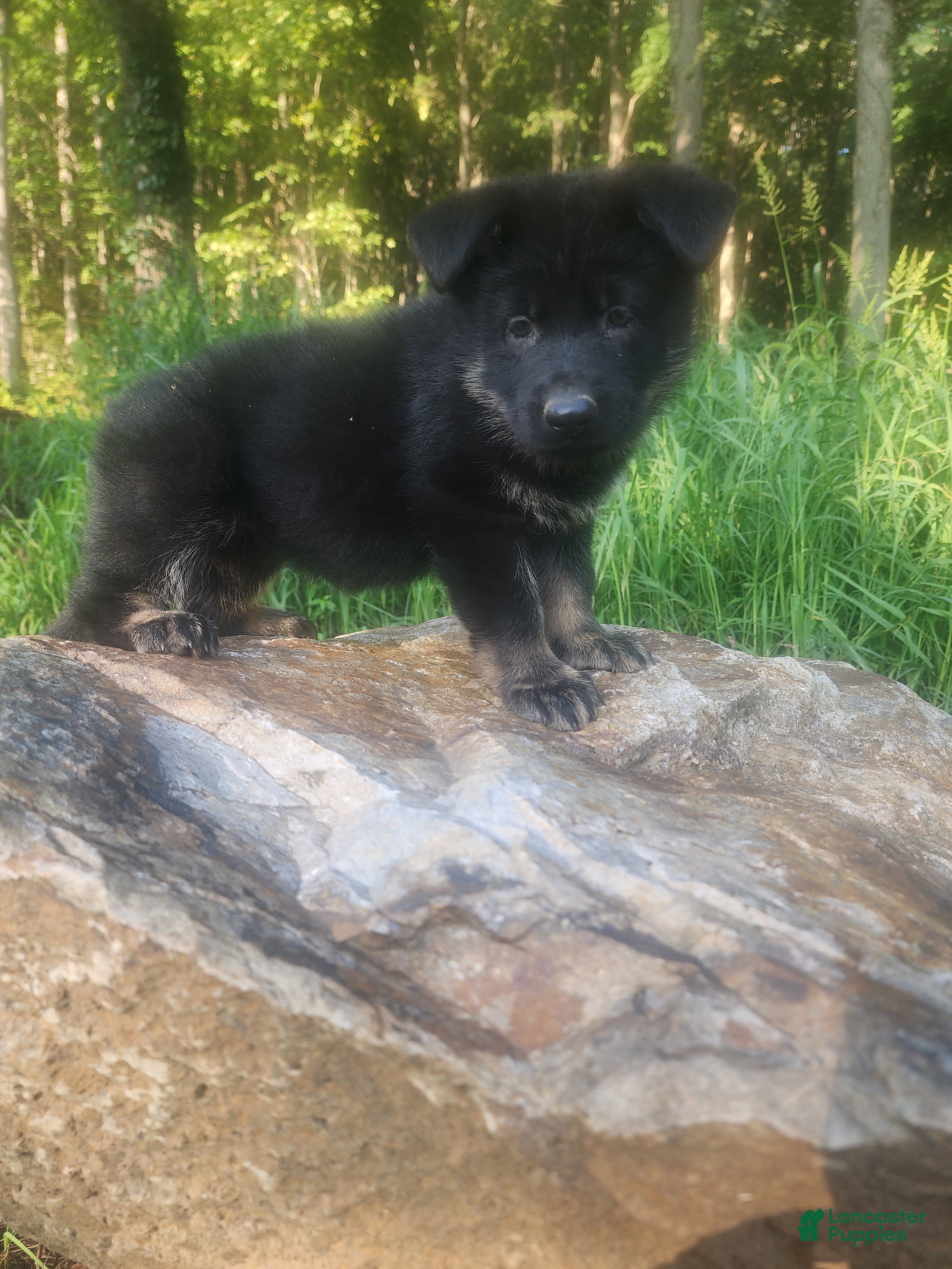 German Shepherd dogs  Timba - Ad 2