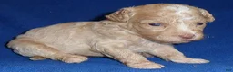Shihpoo dogs for sale: Baxter - Ad 3