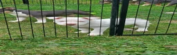 American Bully dogs for sale: American Bully 2 - Ad 13
