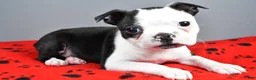 Boston Terrier dogs for sale: Asher - Ad 4