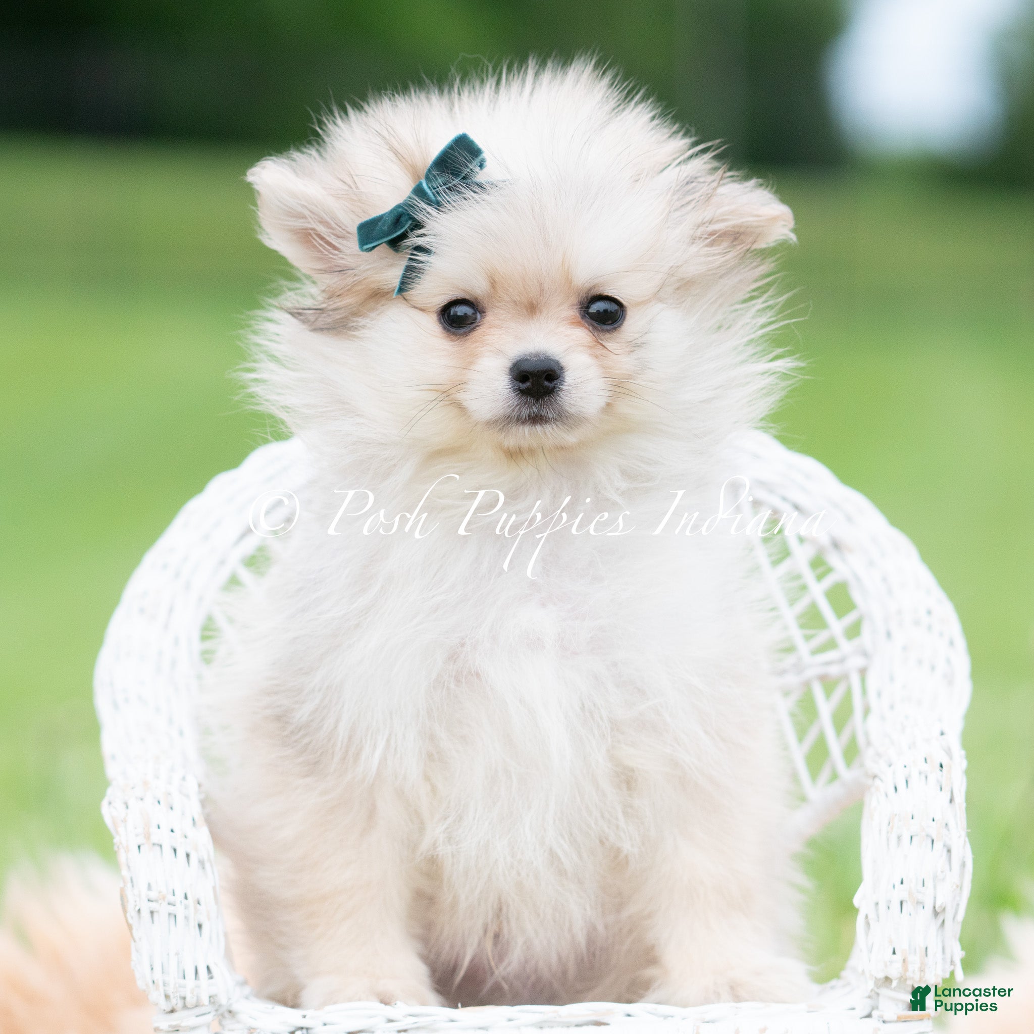 Pomeranian dogs for sale: Casper AKC - Ad 3