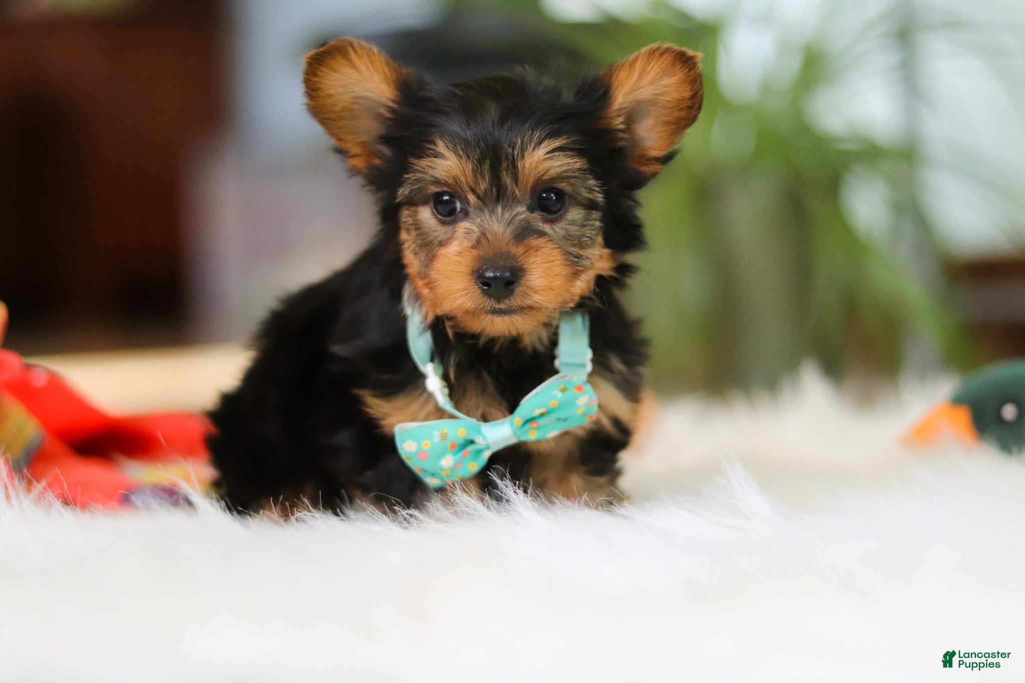 Yorkshire Terrier dogs Brady - Ad 1