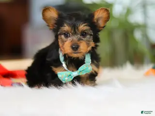Yorkshire Terrier dogs for sale: Brady - Ad 1