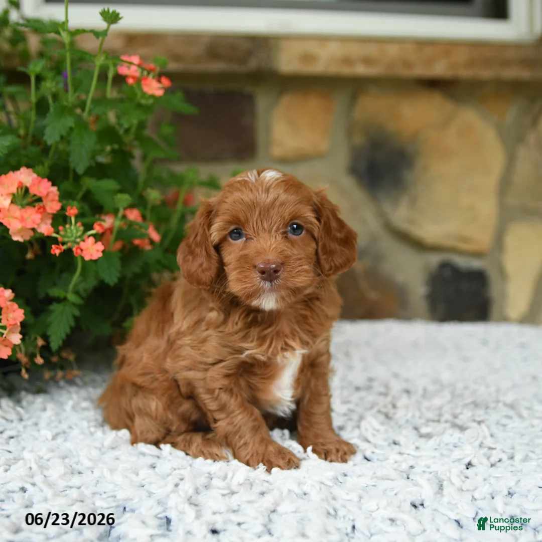 Cavapoo dogs for sale: Wanda - Ad 1