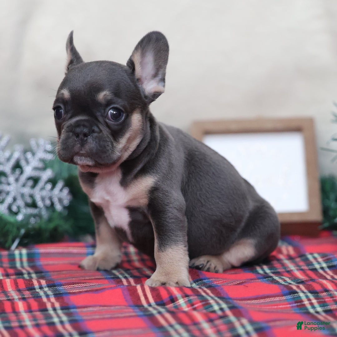 French Bulldog dogs for sale: Alfie  - Ad 3