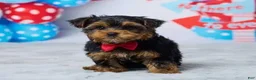 Yorkshire Terrier dogs for sale: Neo - Ad 2