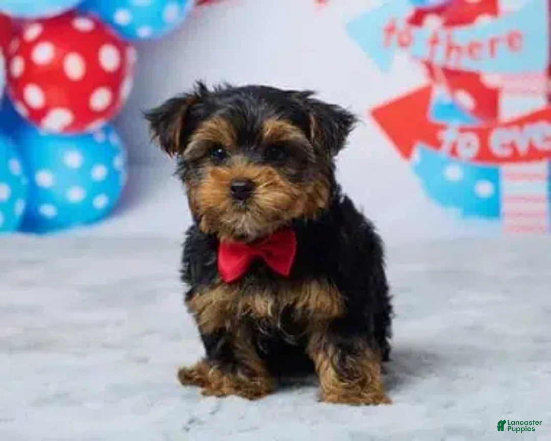 Yorkshire Terrier dogs for sale: Neo - Ad 2