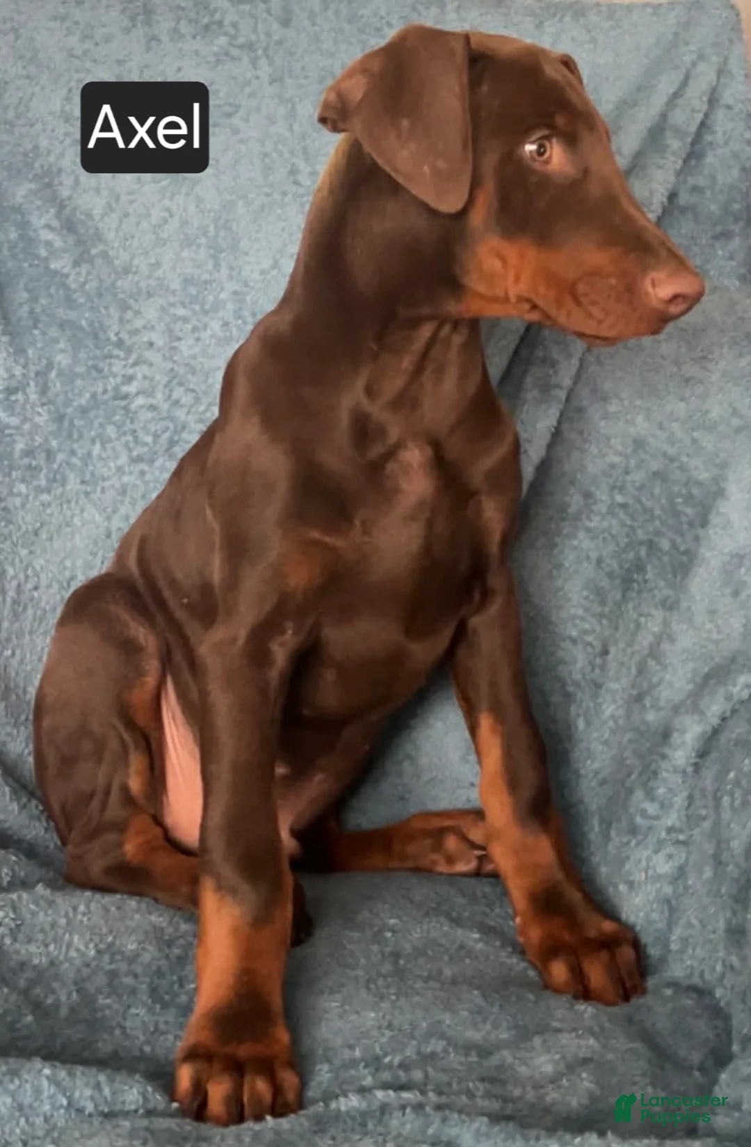 Doberman Pinscher dogs for sale: Axel - Ad 8