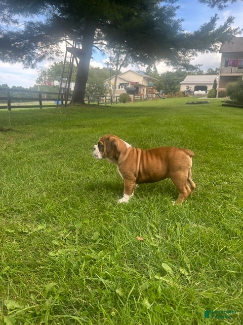 English Bulldog dogs Becca - Ad 2