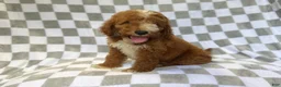 Mini Goldendoodle dogs for sale: Cosmo - Ad 3