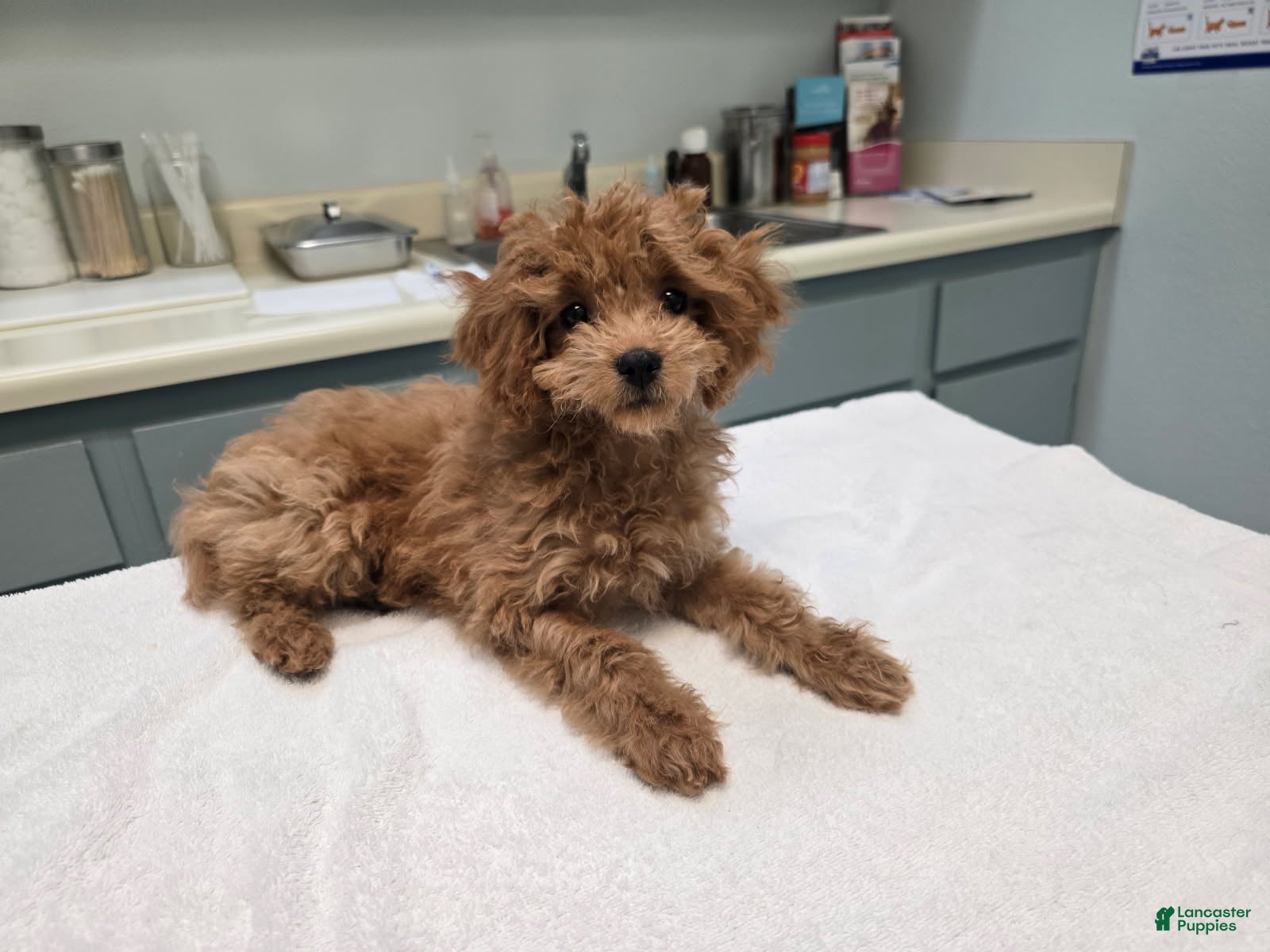Cavapoo dogs Nava - Ad 1
