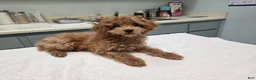 Cavapoo dogs for sale: Nava - Ad 1