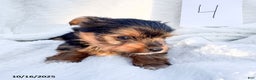 Yorkshire Terrier dogs for sale: Teddy - Ad 4
