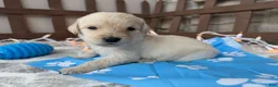 Labradoodle dogs for sale: Cannellini (Boy) - Ad 1
