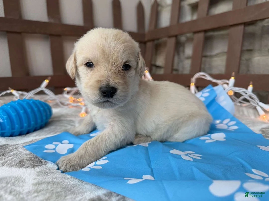Labradoodle dogs for sale: Cannellini (Boy) - Ad 1