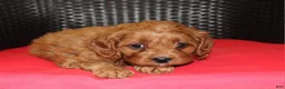 Cavapoo dogs for sale: Sally - Ad 6