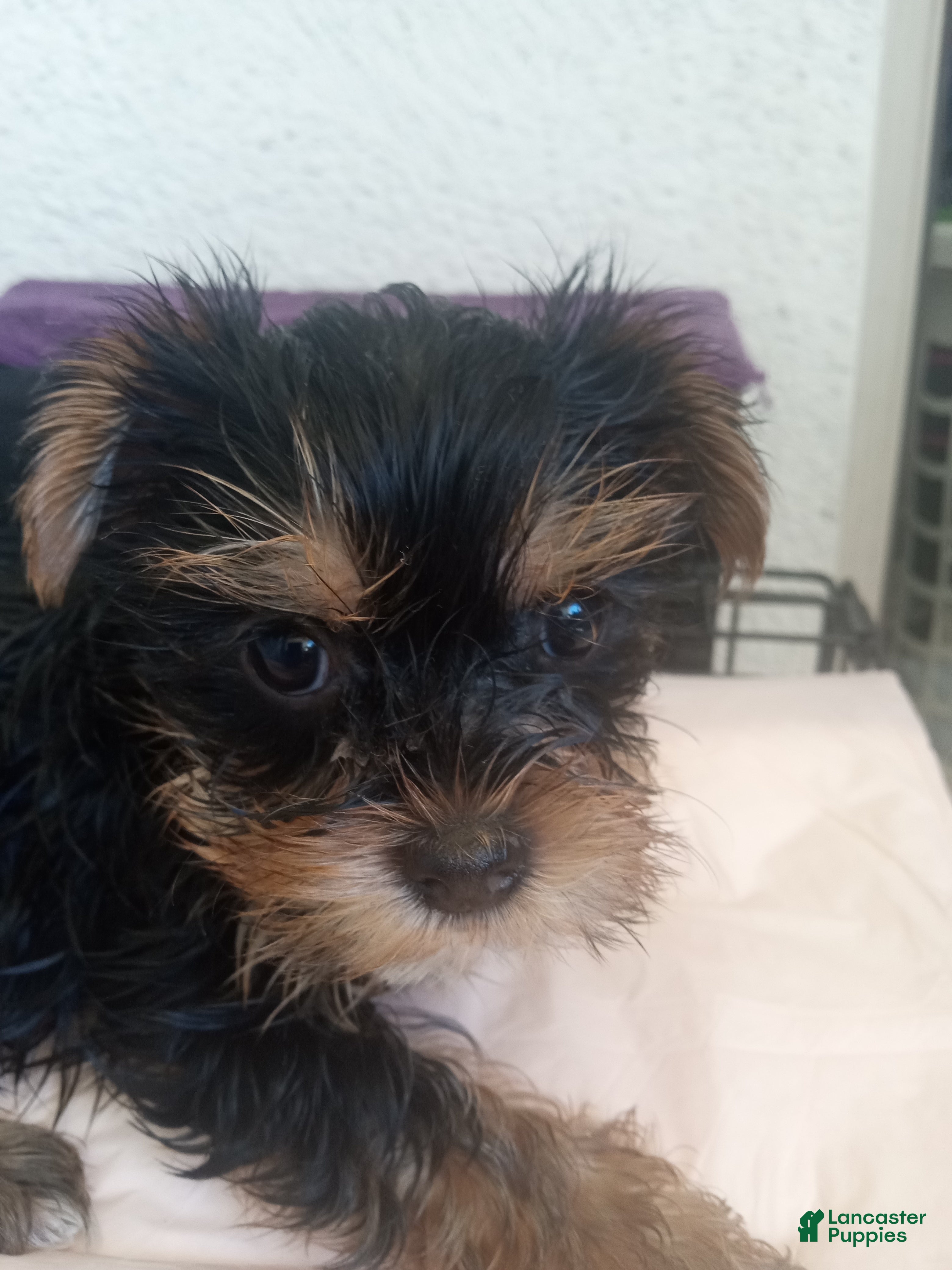 Yorkshire Terrier dogs Yorkshire Terrier Female Puppy  - Ad 22