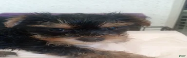 Yorkshire Terrier Female Puppy 