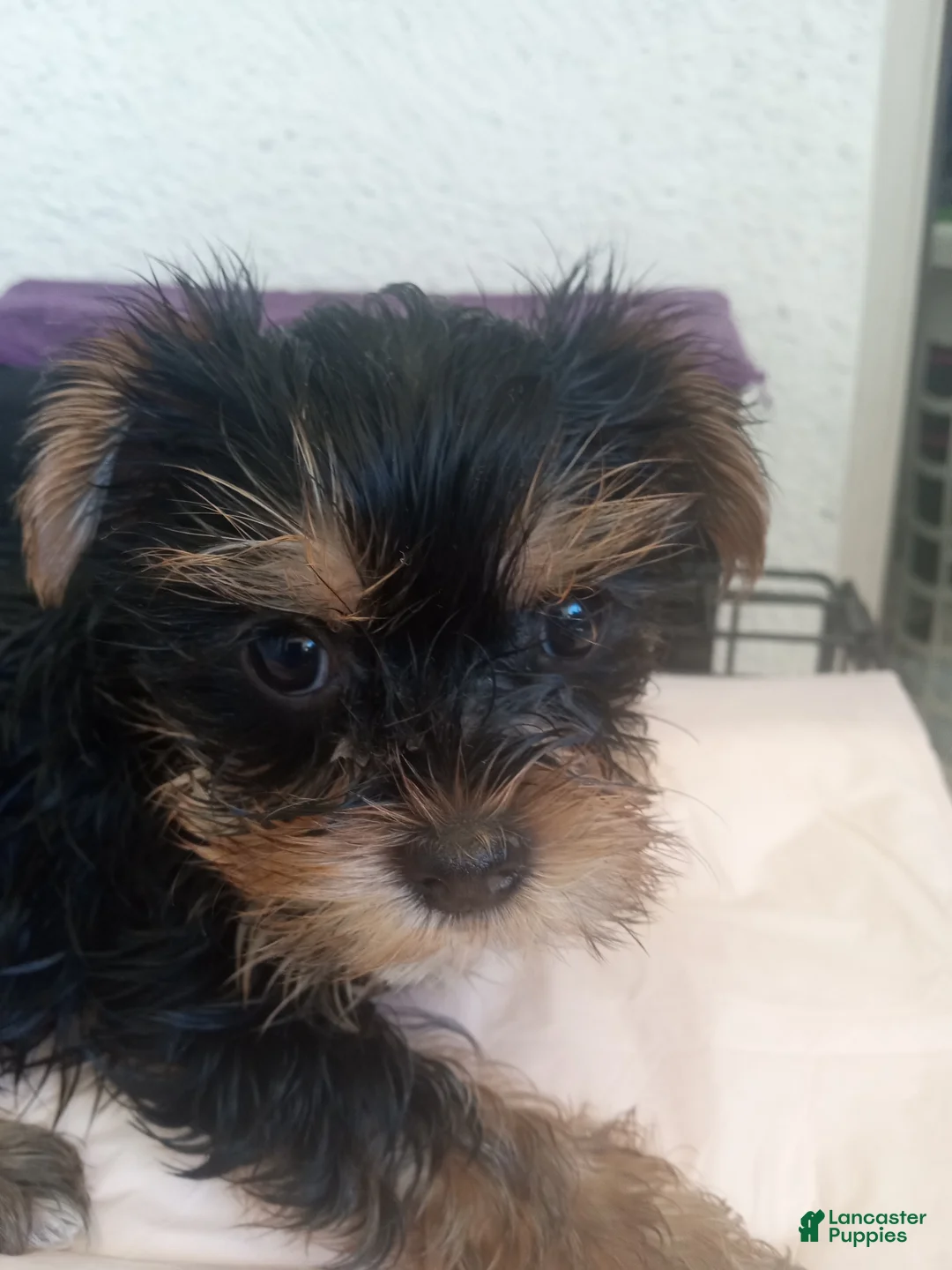 Yorkshire Terrier dogs for sale: Yorkshire Terrier Female Puppy  - Ad 1