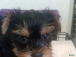 Yorkshire Terrier dogs Yorkshire Terrier Female Puppy - Ad 22