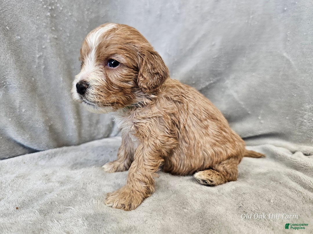 Cavapoo dogs for sale: Gnocchi - Ad 6