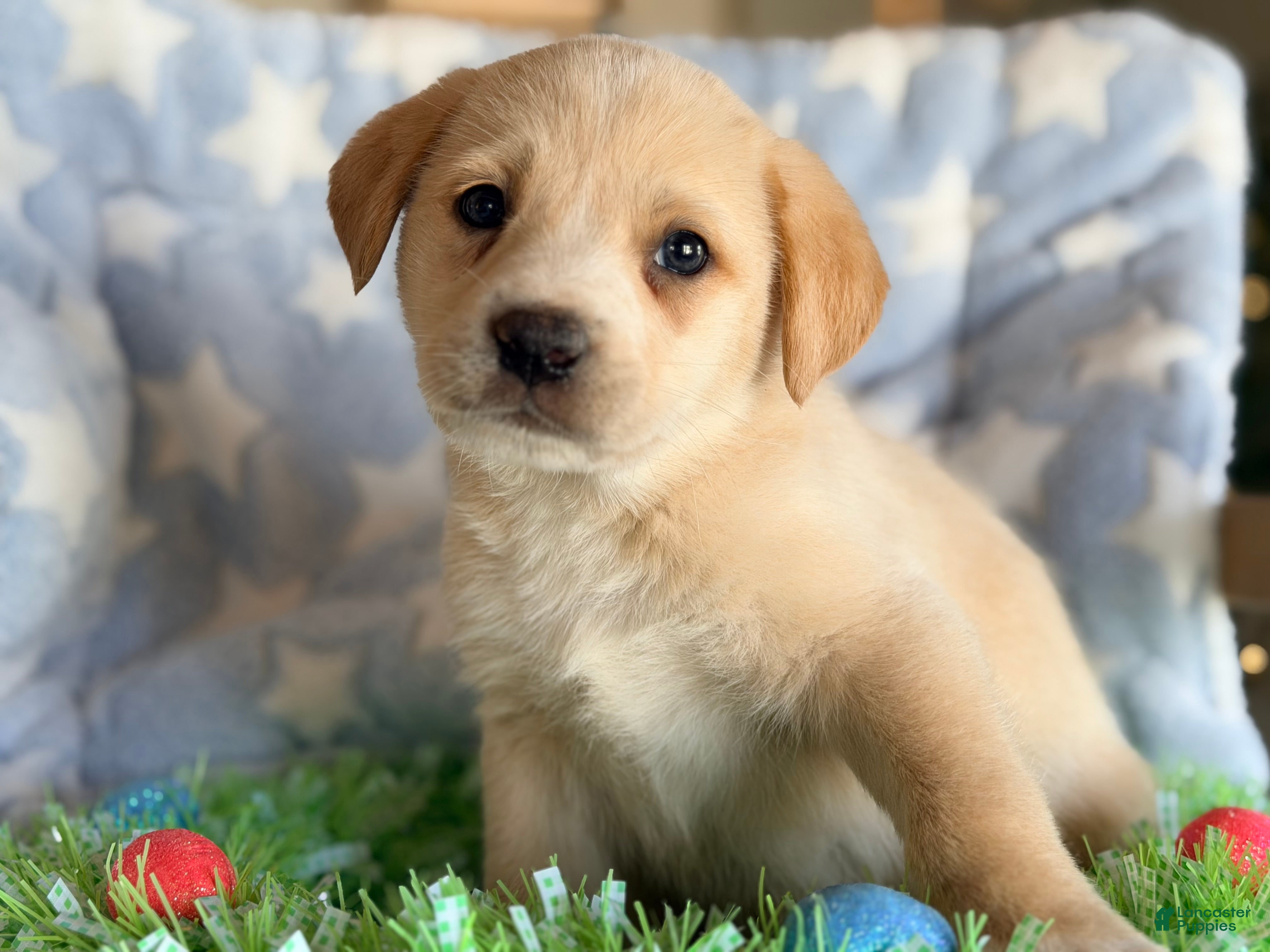 Mixed Breed dogs Golden Aussie Puppy 4 - Ad 21