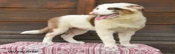 Miniature Australian Shepherd dogs for sale: Gus - Ad 3