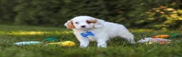 Cavapoo dogs for sale: Iggy Bear  - Ad 3