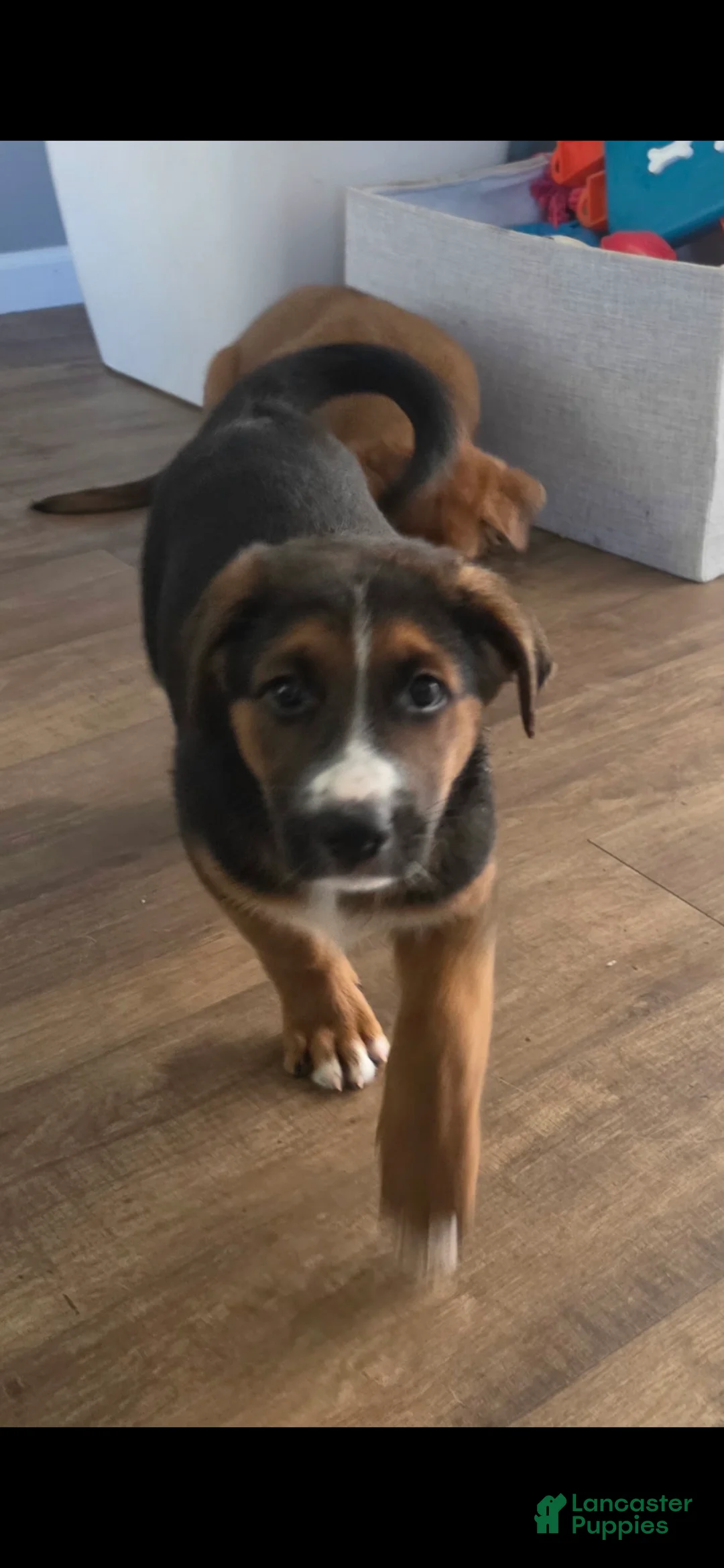 Sheprador dogs for sale: Oreo - Ad 2