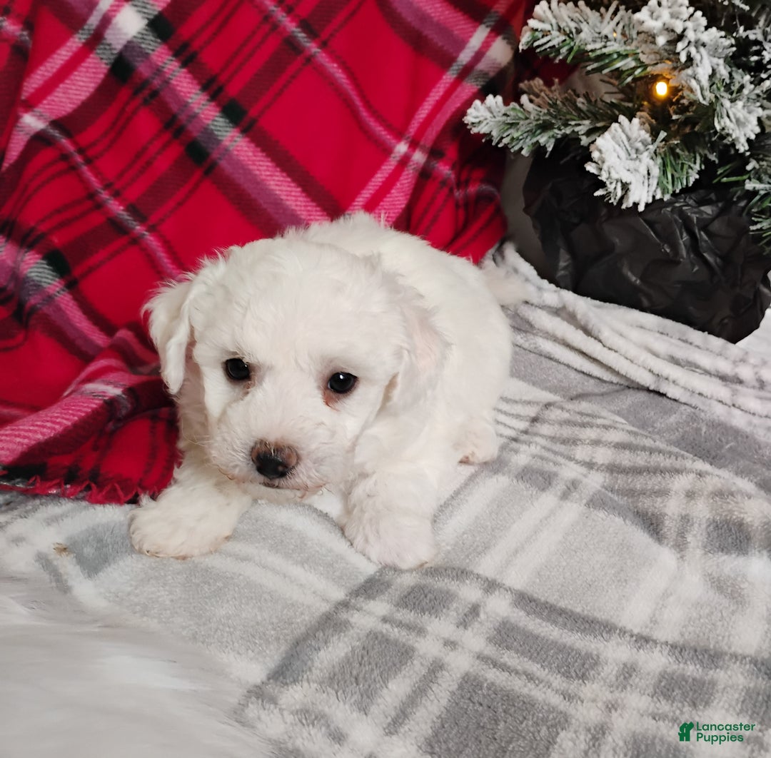 Teddy Bear dogs for sale: Charlie  - Ad 2