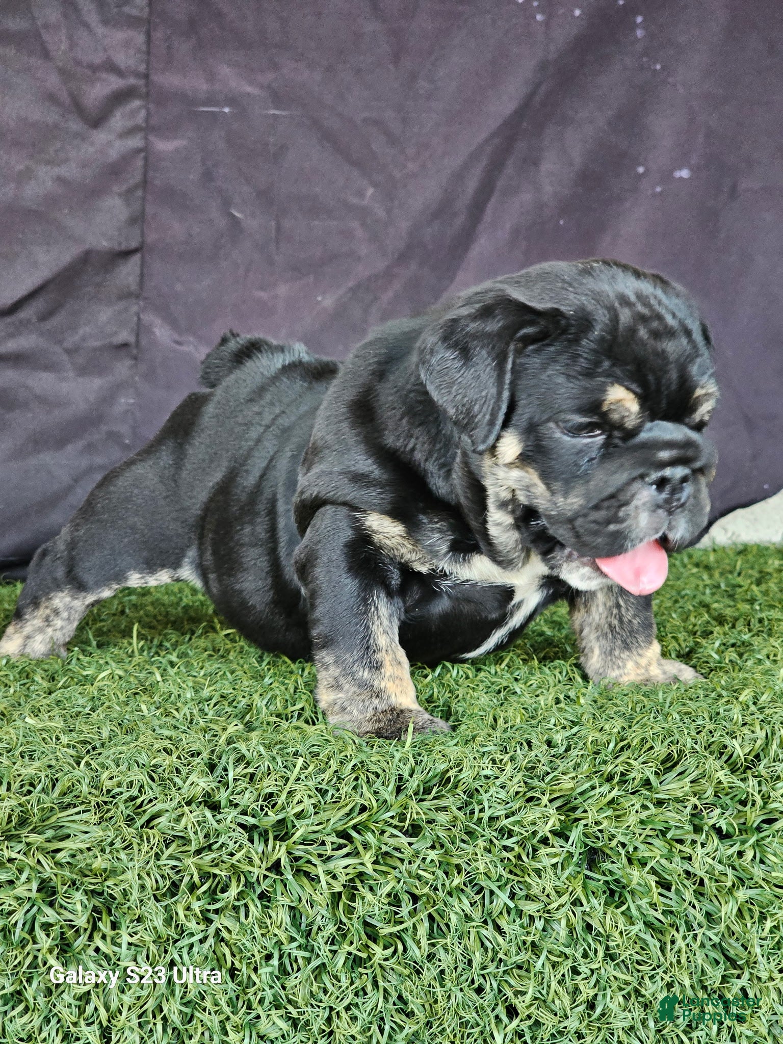 English Bulldog dogs BUBBLES - BLACK TAN TRI MICRO IN LA, CA-USA DELIVERY OPTIONS - Ad 18