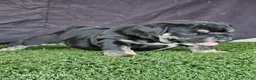 English Bulldog dogs for sale: BUBBLES - BLACK TAN TRI MICRO IN LA, CA-USA DELIVERY OPTIONS - Ad 1
