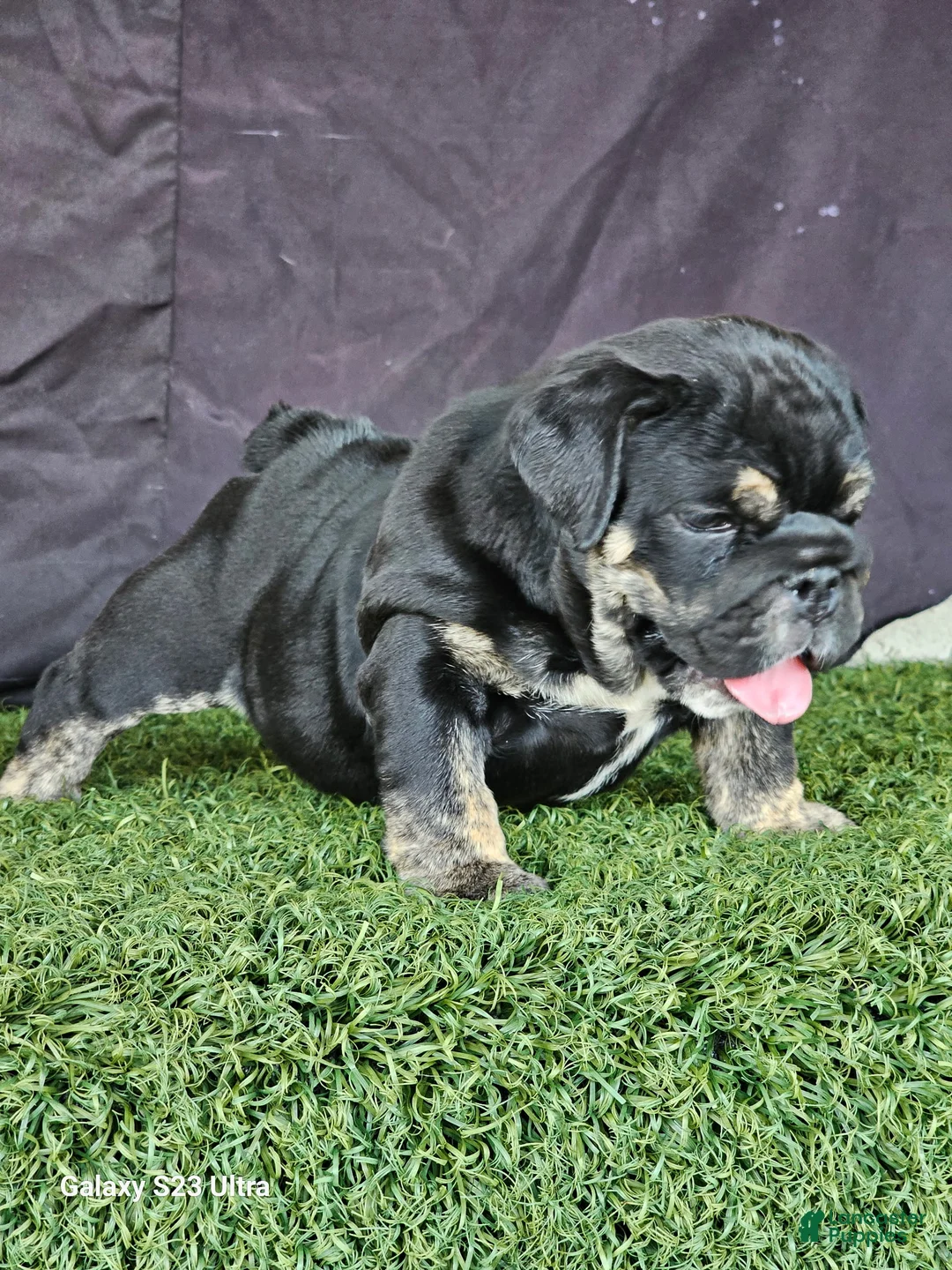 English Bulldog dogs for sale: BUBBLES - BLACK TAN TRI MICRO IN LA, CA-USA DELIVERY OPTIONS - Ad 1