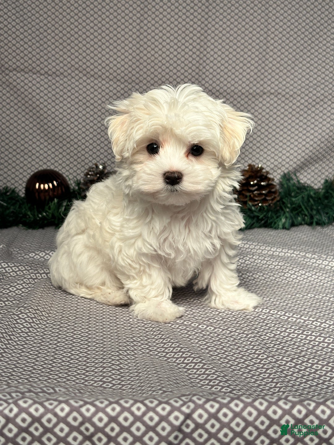 Maltese dogs for sale: Angel - Ad 2