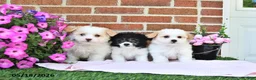 Maltipoo dogs for sale: Stella - Ad 5