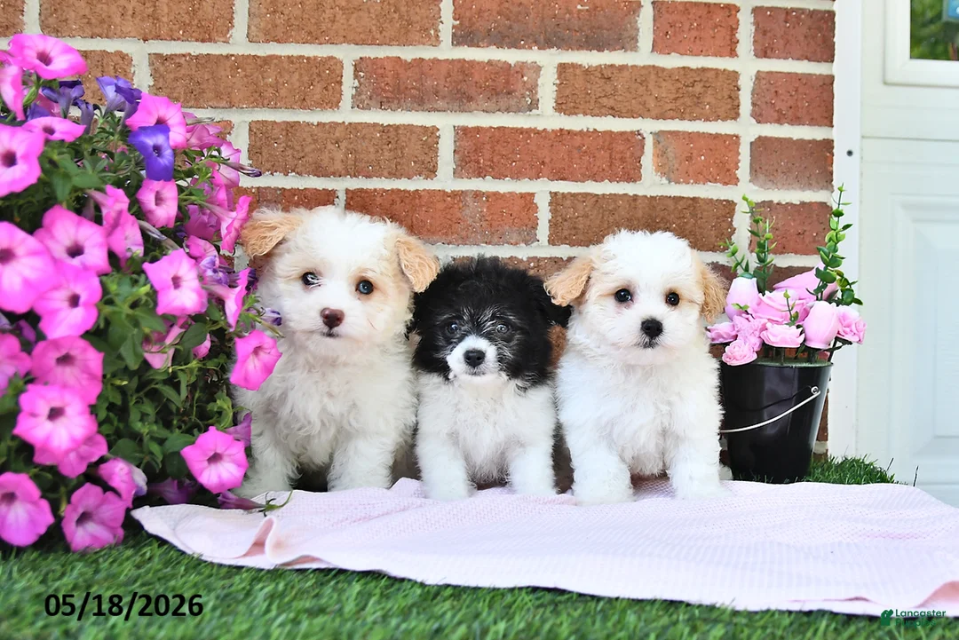 Maltipoo dogs for sale: Stella - Ad 5