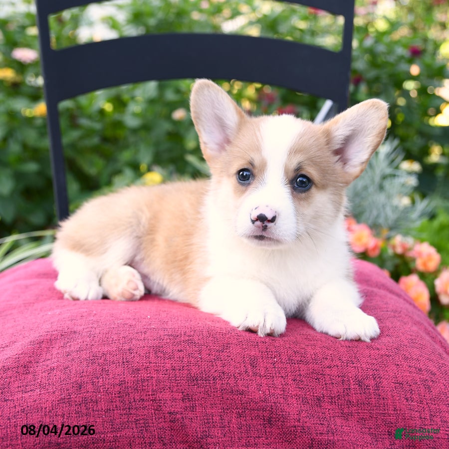 Welsh Corgi Pembroke dogs for sale: Kerrick - Ad 4