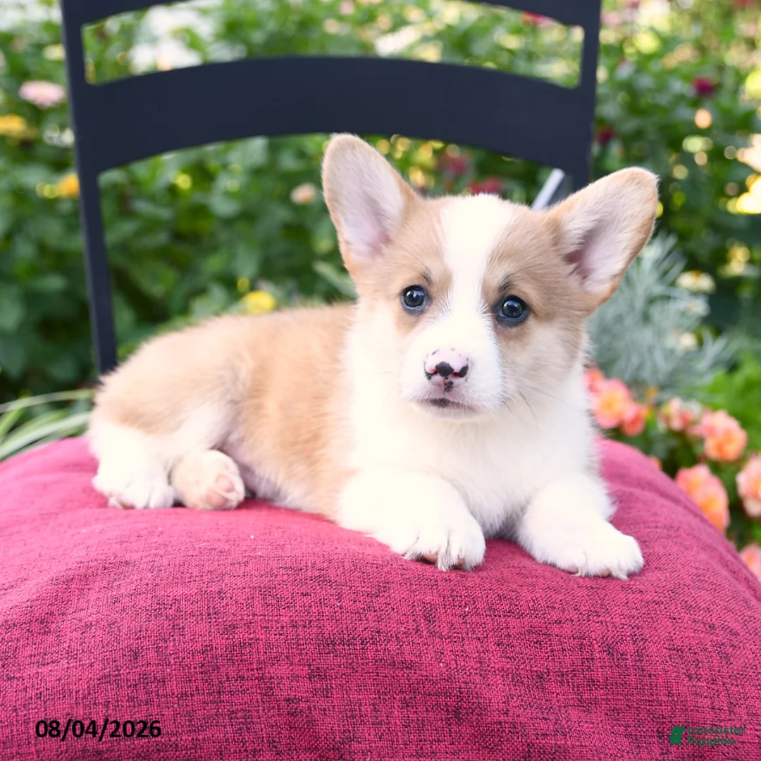 Welsh Corgi Pembroke dogs for sale: Kerrick - Ad 1